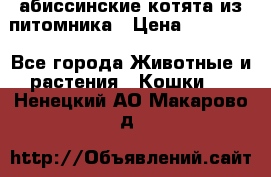 абиссинские котята из питомника › Цена ­ 15 000 - Все города Животные и растения » Кошки   . Ненецкий АО,Макарово д.